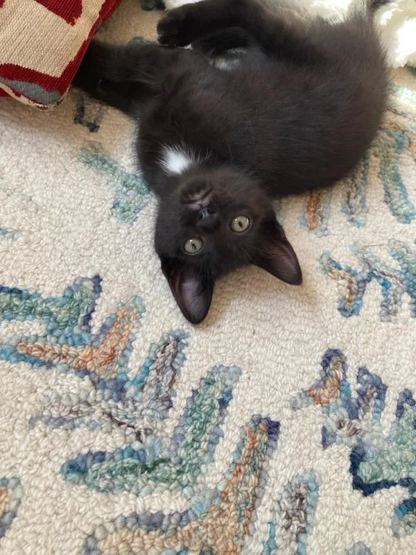 A baby small-sized female Black & White / Tuxedo Domestic Short Hair cat named Oreo for adoption in Mooresville, NC