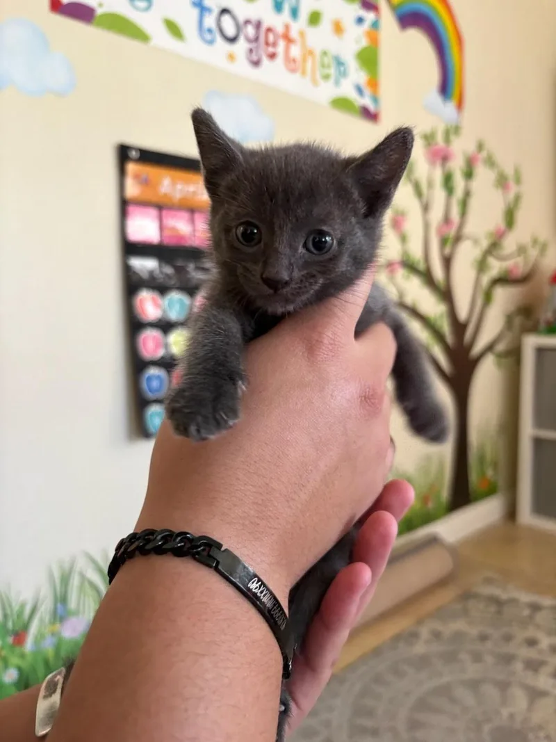 A baby small-sized male Domestic Short Hair cat named Woody for adoption in Long Beach, CA