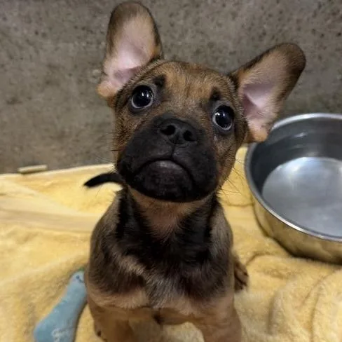 A baby small-sized male Pug dog named Tim Howard for adoption in Los Angeles, CA