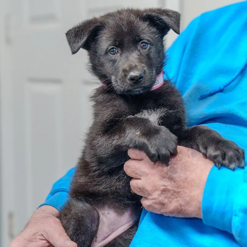 Strawberry Fields thumbnail 4