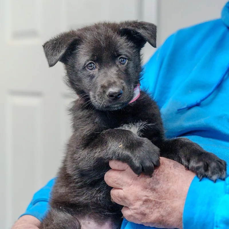 Strawberry Fields thumbnail 5