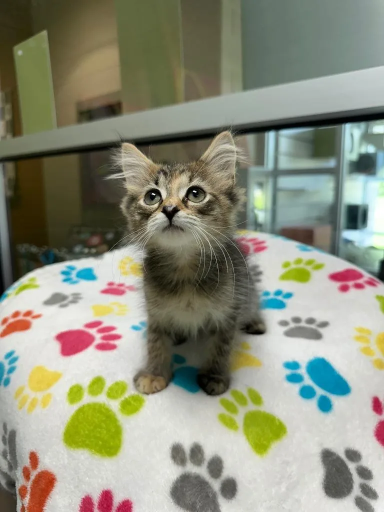 A baby medium-sized female Domestic Short Hair cat named Butterscotch for adoption in Johnson City, TN