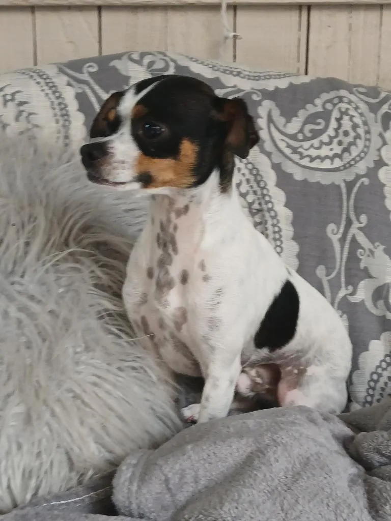 A young small-sized male Chihuahua dog named Elvis for adoption in Fort Worth, TX