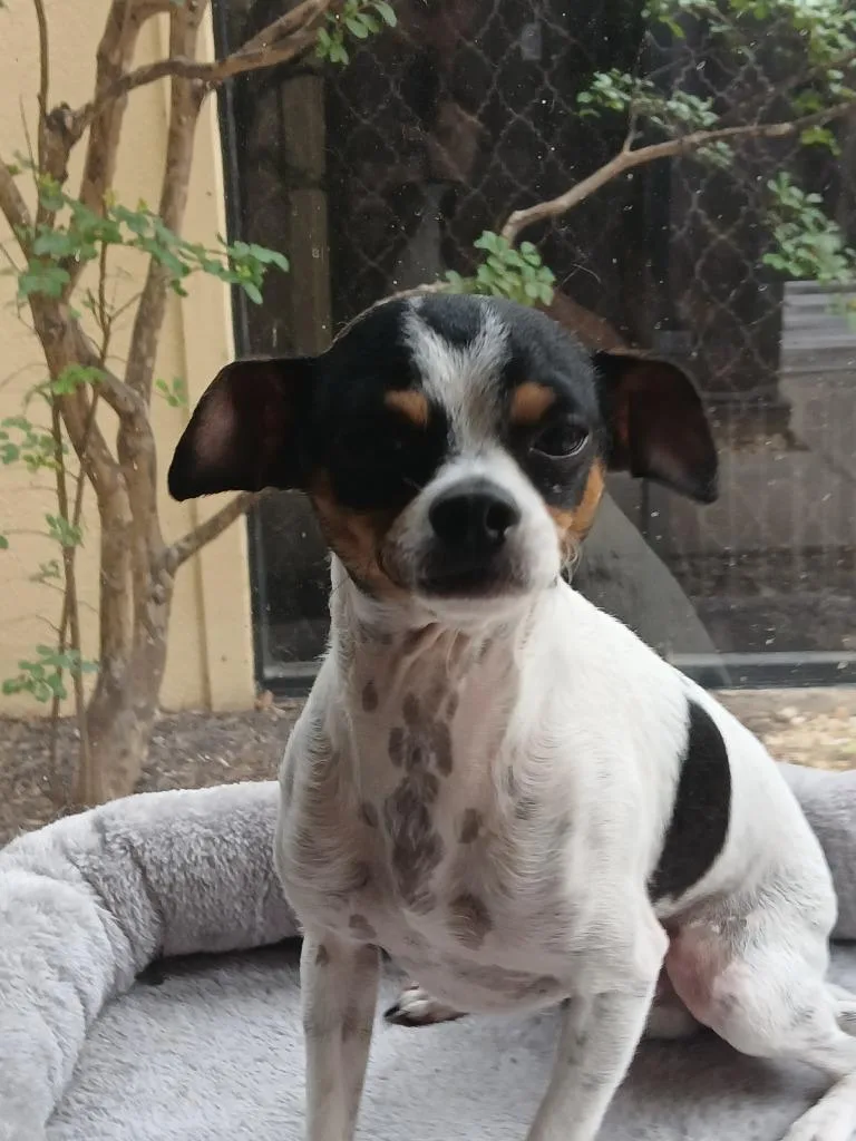 Elvis thumbnail 4
