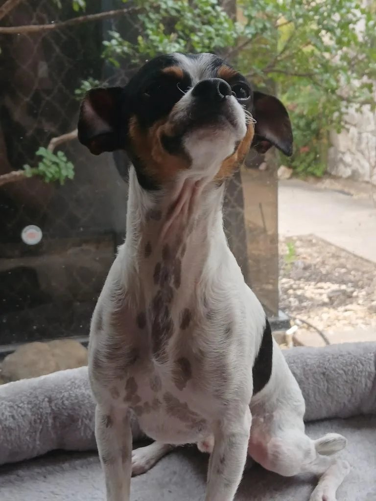 Elvis thumbnail 5