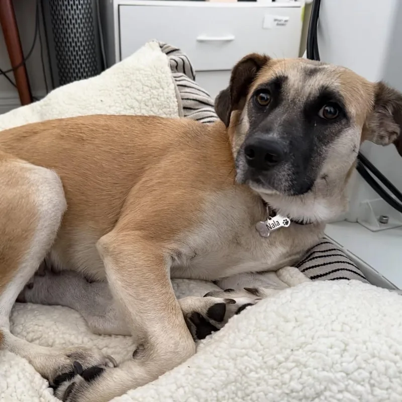 An adult medium-sized female German Shepherd Dog dog named Nova for adoption in Westlake Village, CA