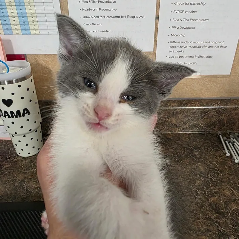 A baby small-sized male Gray / Blue / Silver Domestic Short Hair cat named Winnie The Pooh for adoption in Eureka Springs, AR