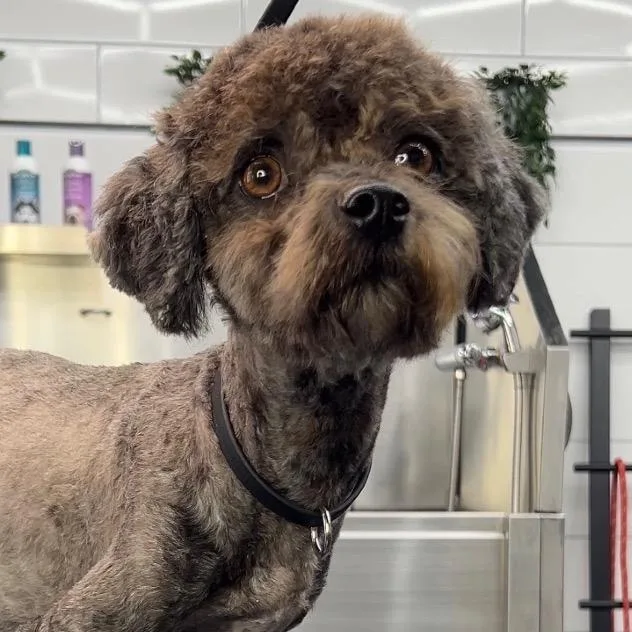 An adult small-sized female Gray / Blue / Silver Miniature Poodle dog named Carley A for adoption in Mission Hills, CA