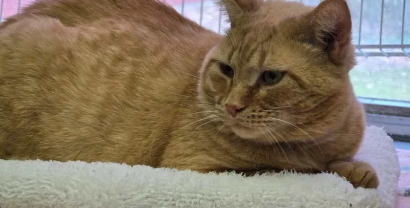 A young medium-sized male Domestic Short Hair cat named Alfred for adoption in Muskegon, MI