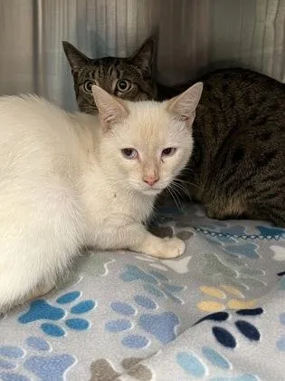 An adult medium-sized male Domestic Short Hair cat named Snow for adoption in Atlanta, GA