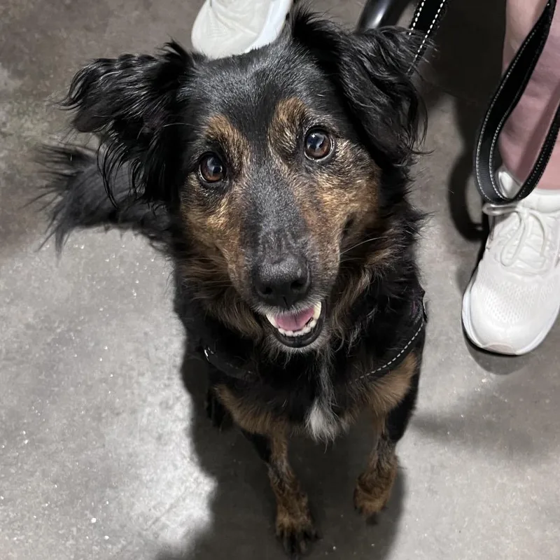 An adult small-sized female Dachshund dog named Leia for adoption in Tampa, FL