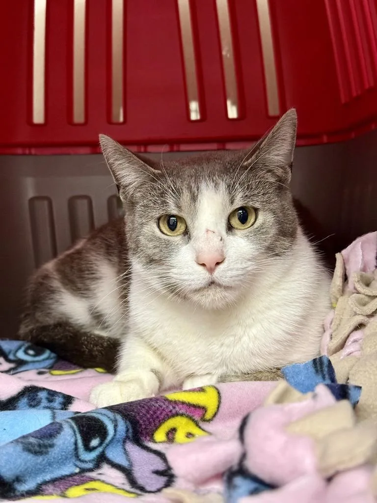 A young medium-sized female Domestic Short Hair cat named Judge Judy for adoption in Saint Paul, MN
