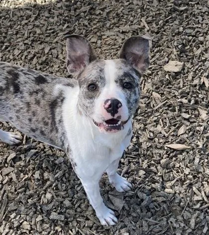 An adult medium-sized female Pit Bull Terrier dog named Blossom for adoption in Atlanta, GA