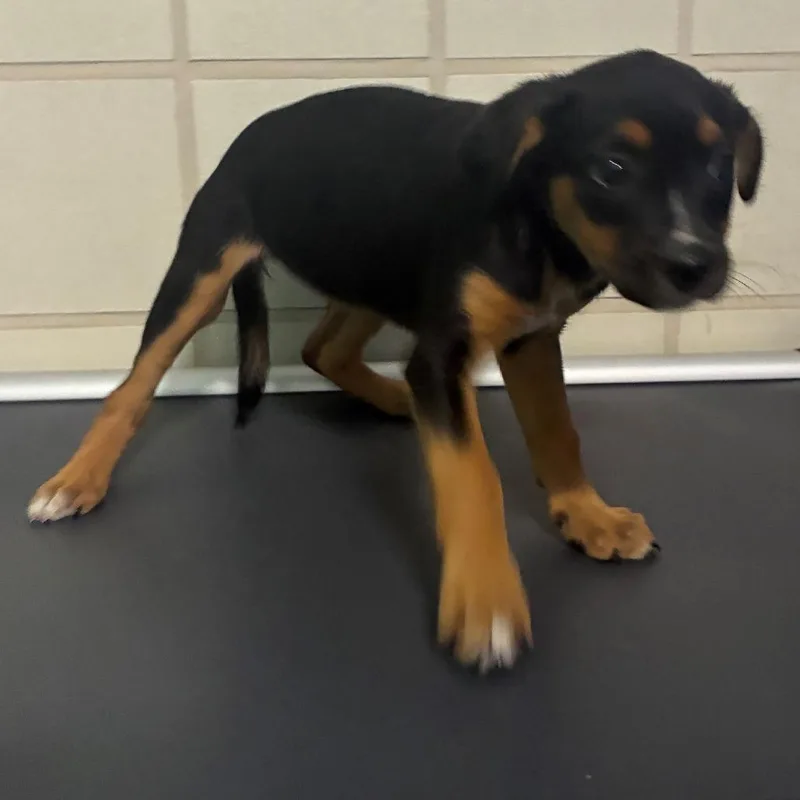 A baby medium-sized male Black Hound dog named Gatsby for adoption in Bryan, TX