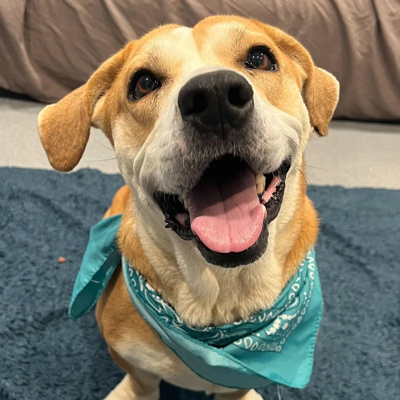 An adult medium-sized female Yellow / Tan / Blond / Fawn Mixed Breed dog named Roxy for adoption in Canal Winchester, OH