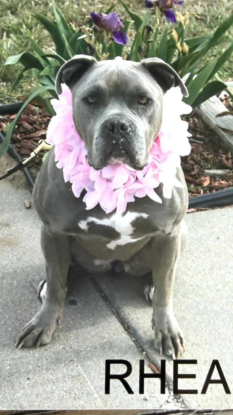 An adult medium-sized female Gray / Blue / Silver American Staffordshire Terrier dog named Rhea for adoption in Hutchinson, KS