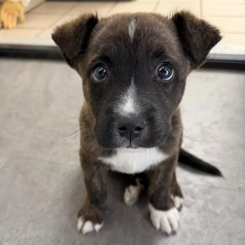 Tuscstray thumbnail 2