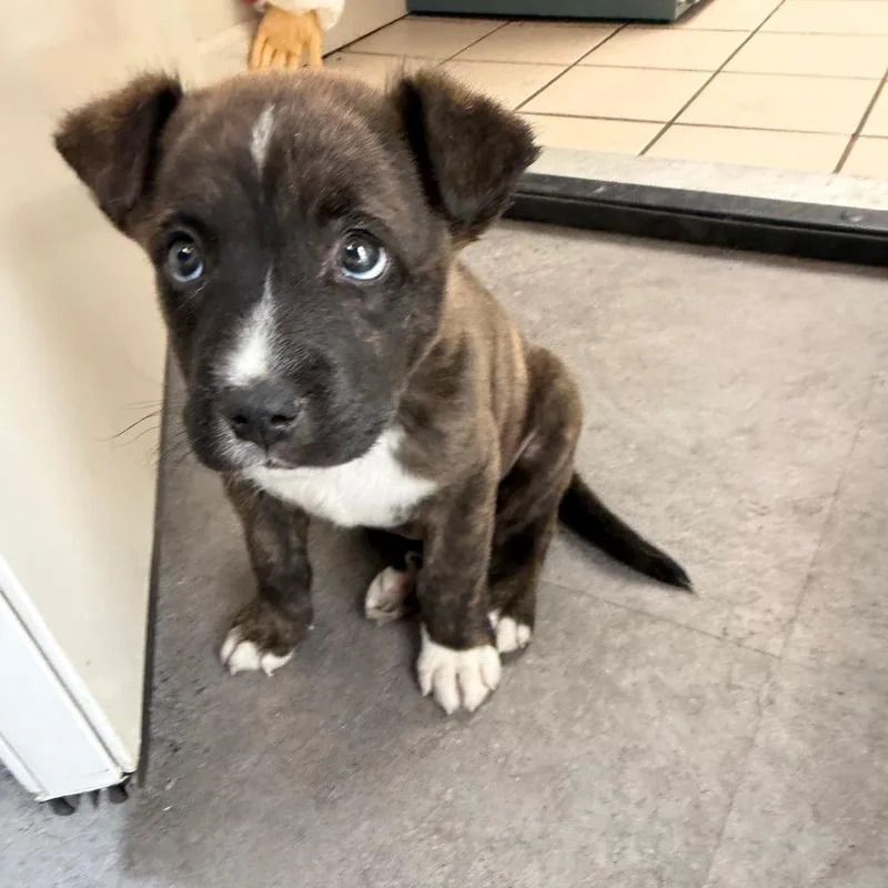 Tuscstray thumbnail 3