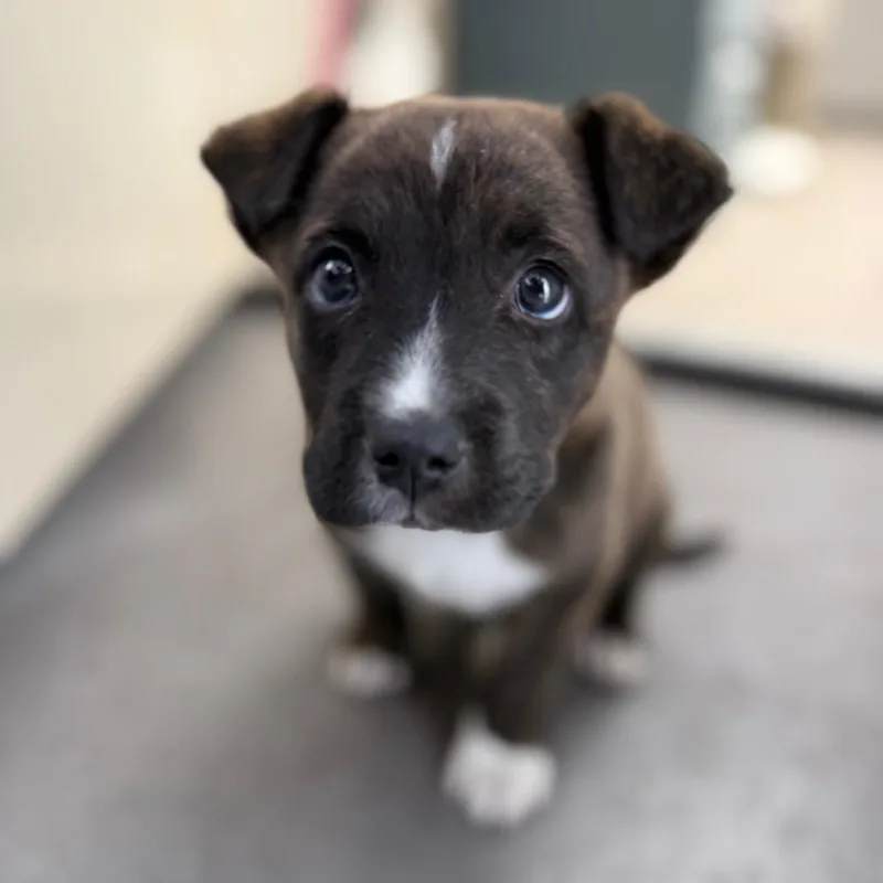 Tuscstray thumbnail 4