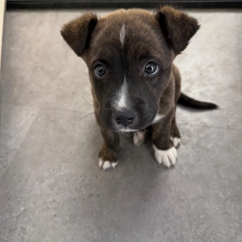 Tuscstray thumbnail 5