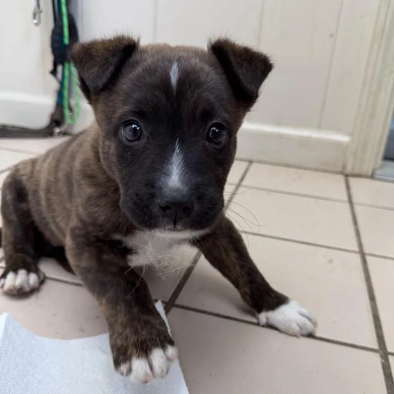 Tuscstray thumbnail 6