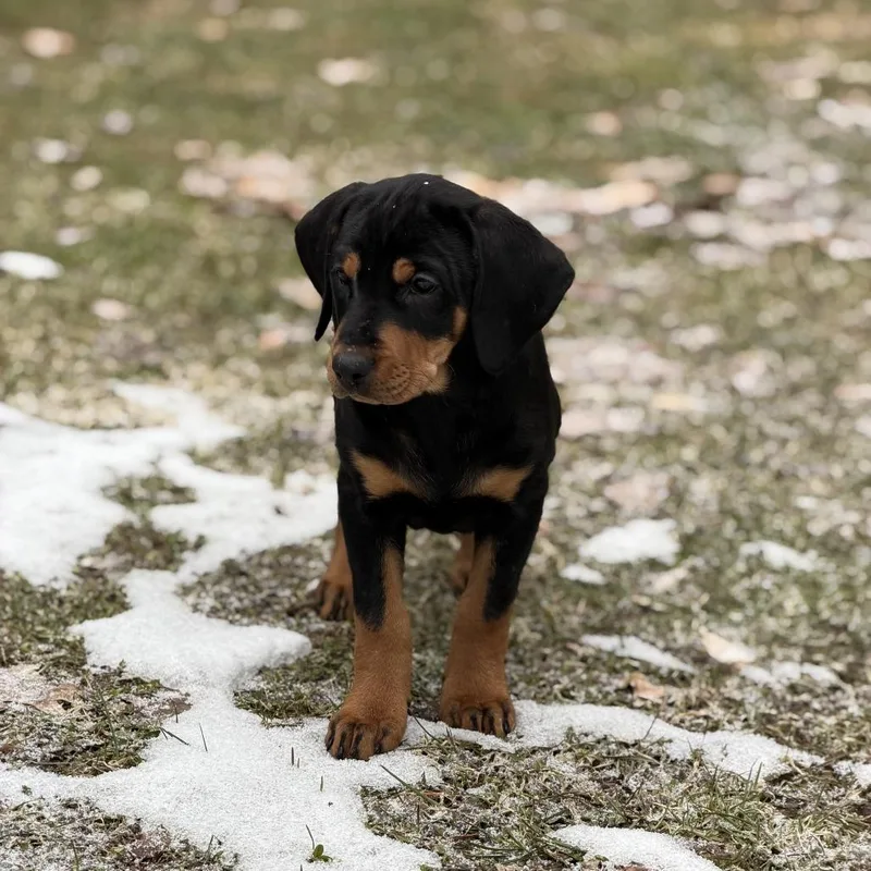 Omelette thumbnail 2