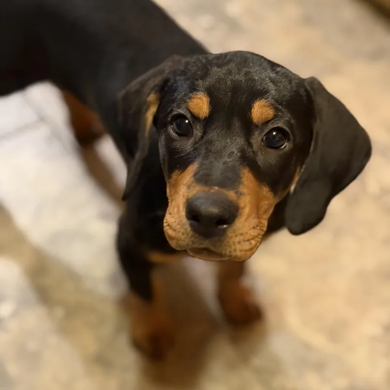 Omelette thumbnail 3