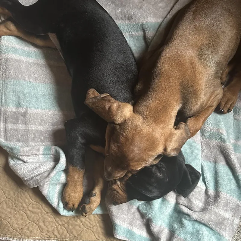 Omelette thumbnail 4