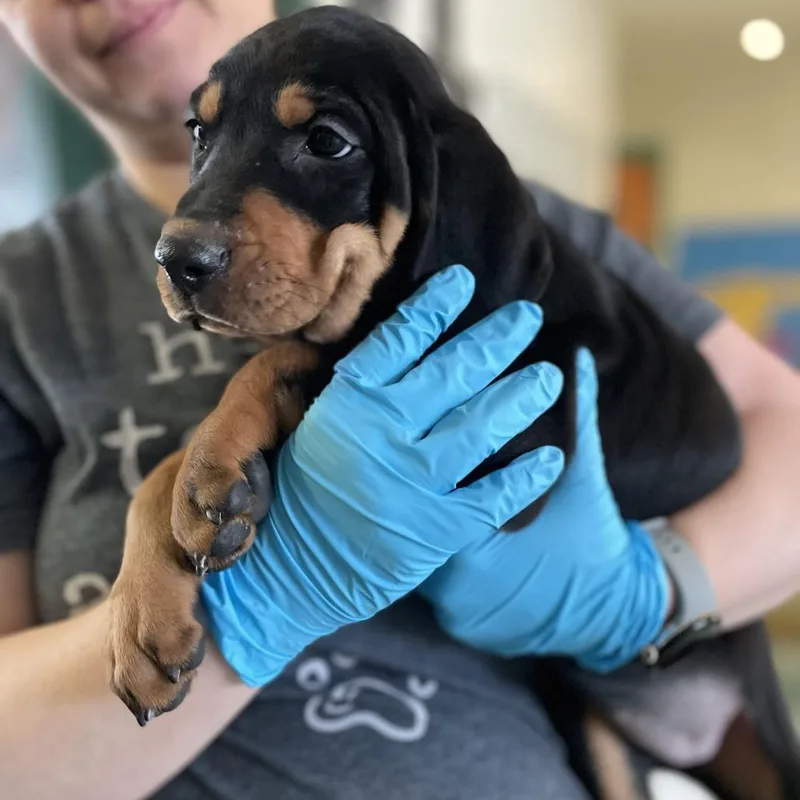 Omelette thumbnail 5