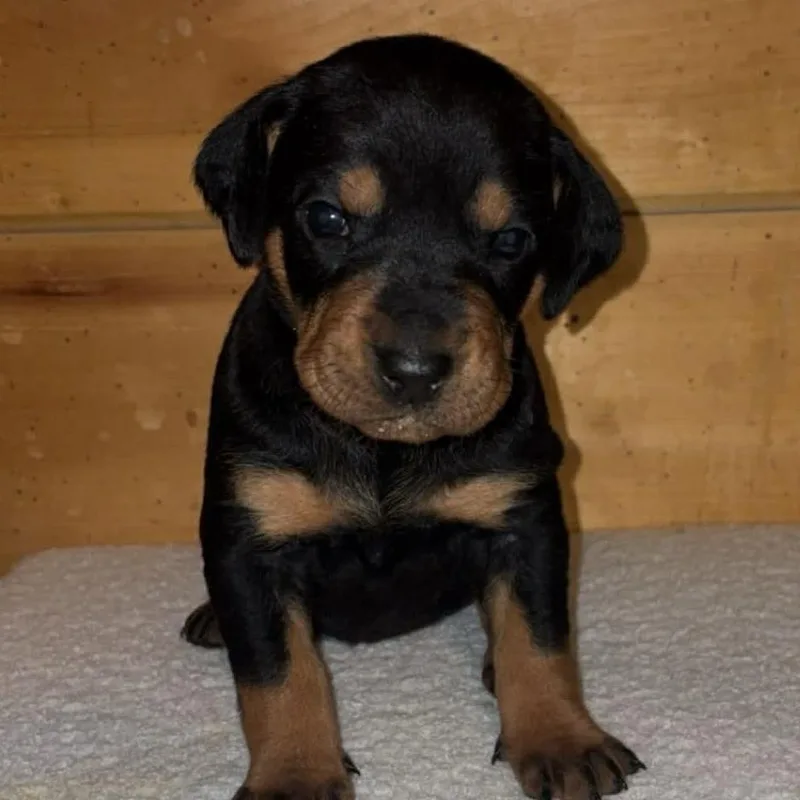 Omelette thumbnail 6