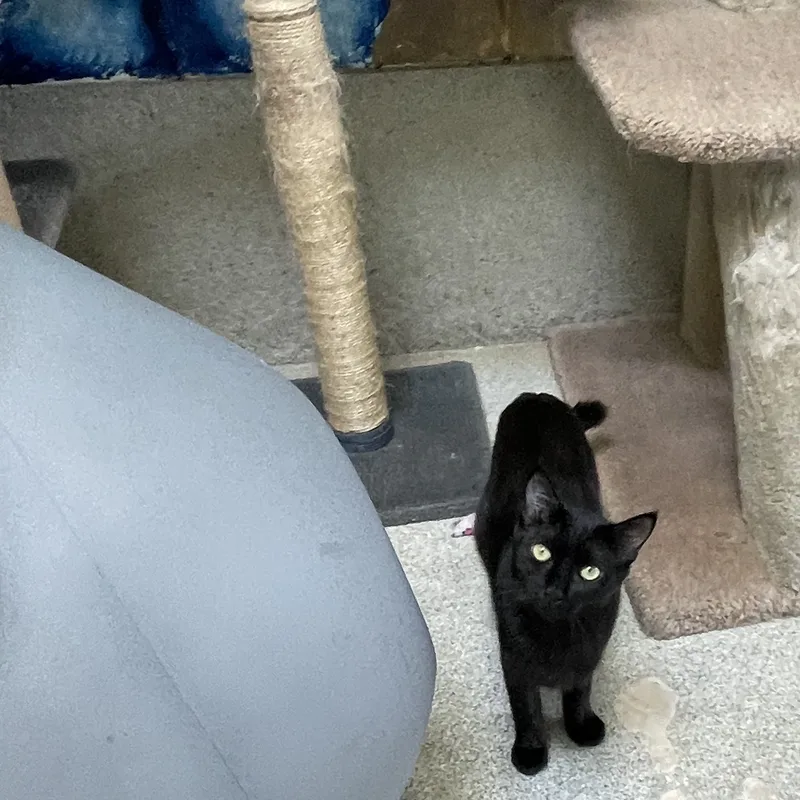 Knuckles thumbnail 2