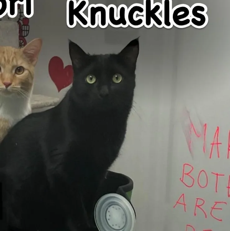 Knuckles thumbnail 4