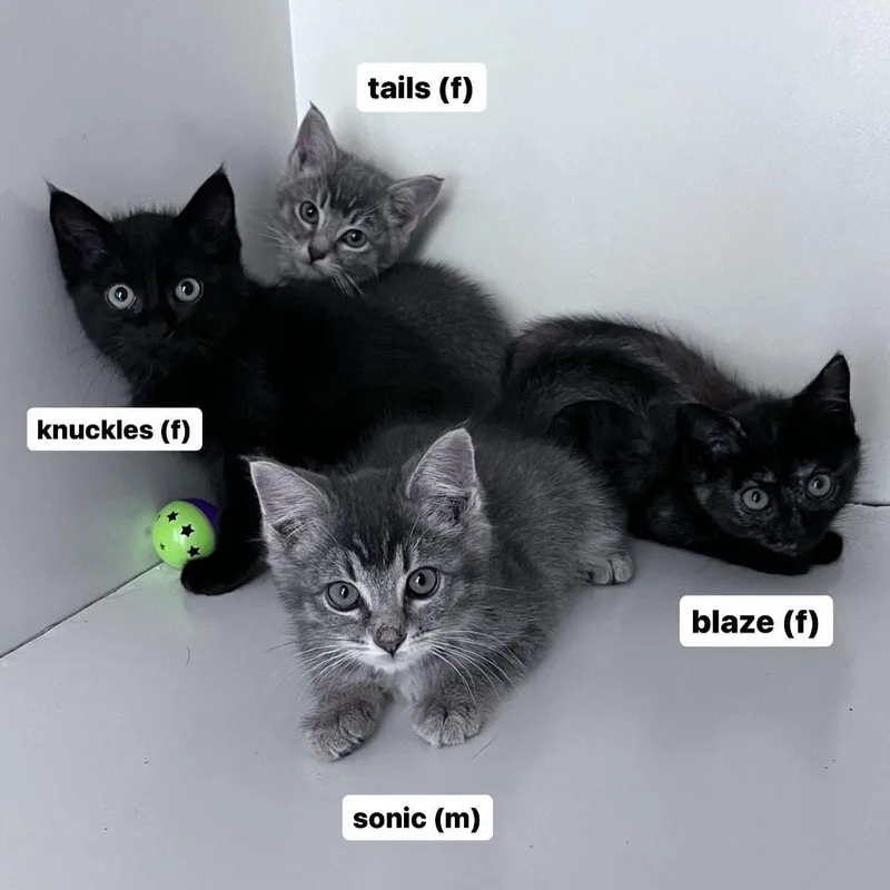 Knuckles thumbnail 5