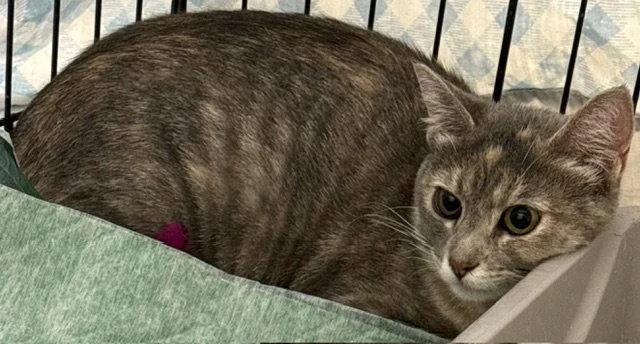 A young small-sized female Domestic Short Hair cat named Santana for adoption in Aurora, CO