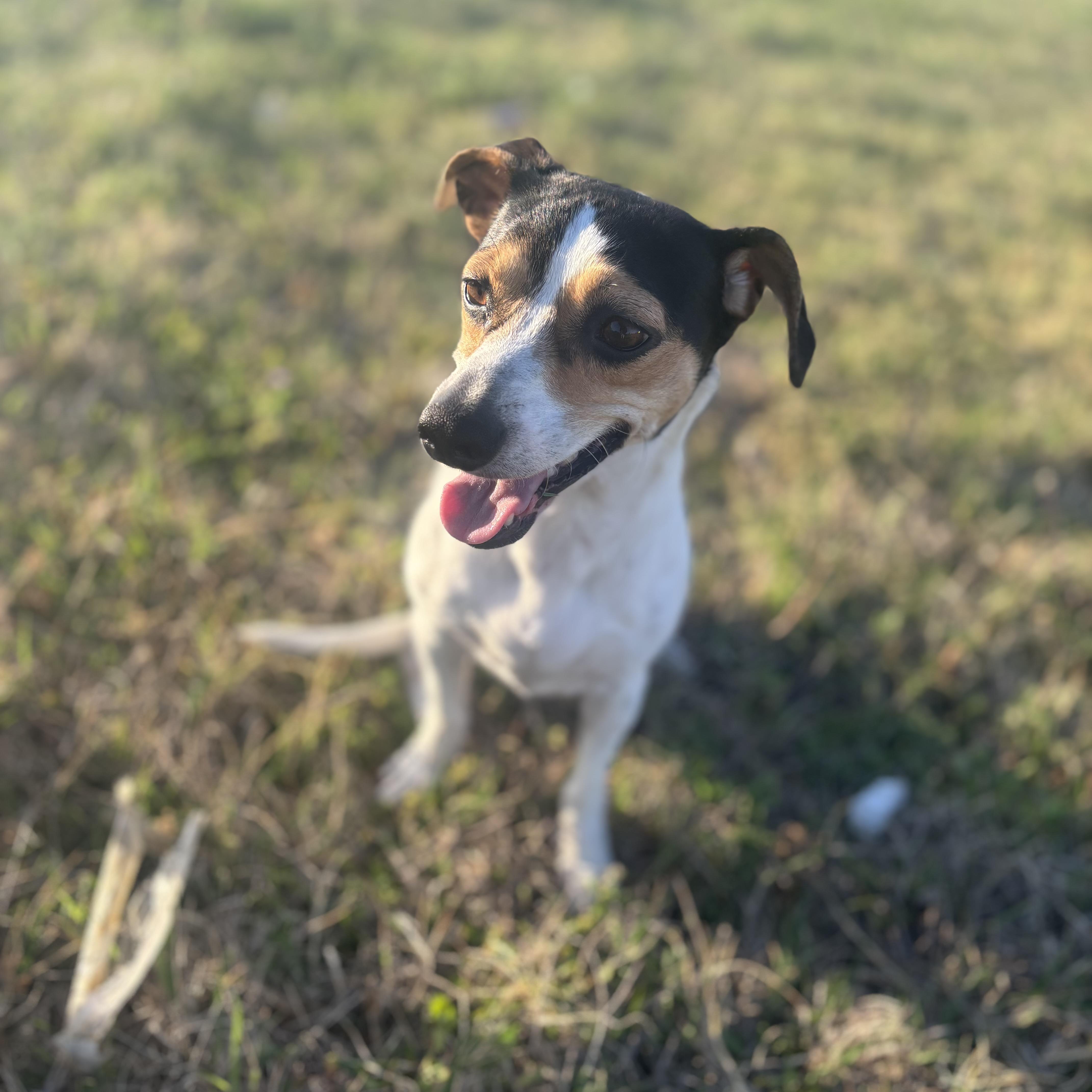 A young small-sized female Tricolor (Brown, Black, & White) Beagle dog named Macy for adoption in Plano, TX