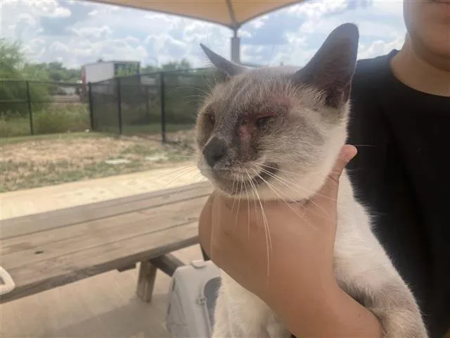 A young small-sized male Siamese cat named Finn for adoption in San Antonio, TX