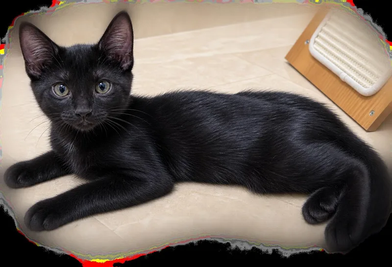 A young medium-sized male Black Domestic Short Hair cat named Mars for adoption in Boynton Beach, FL