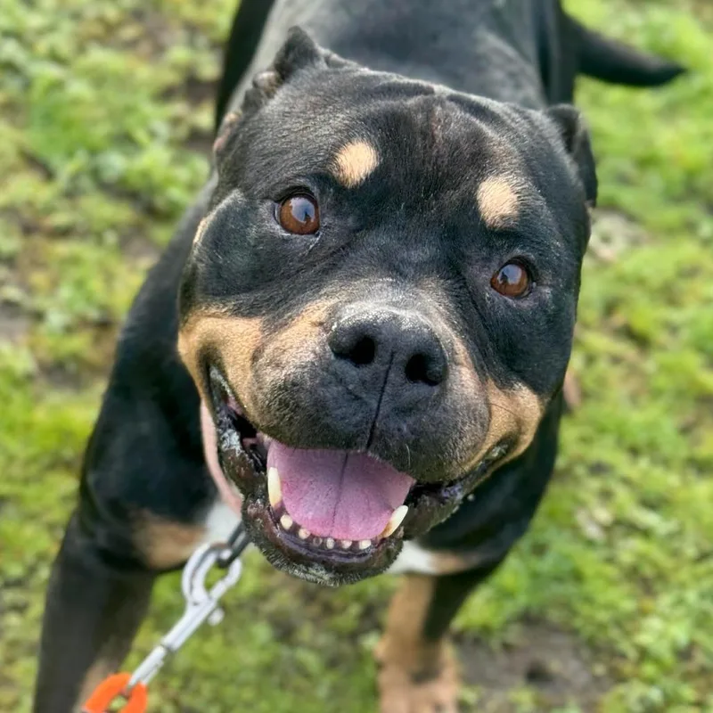 Coco