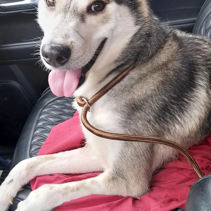 An adult medium-sized male Mixed Breed dog named Duo Rufus & Sophie for adoption in Louisville, OH