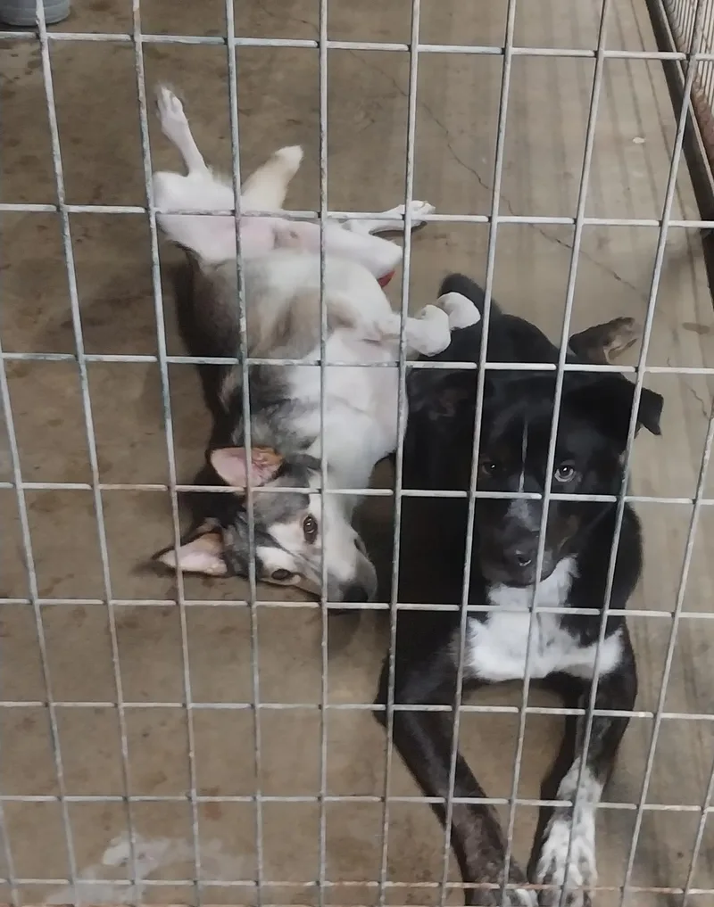Duo Rufus & Sophie thumbnail 3