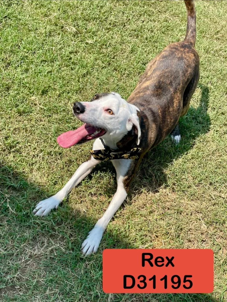 Rex thumbnail 5