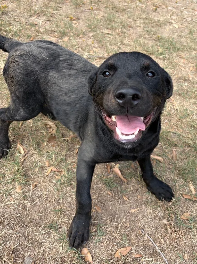 A baby large-sized male Rottweiler dog named Zorro for adoption in Little Rock, AR