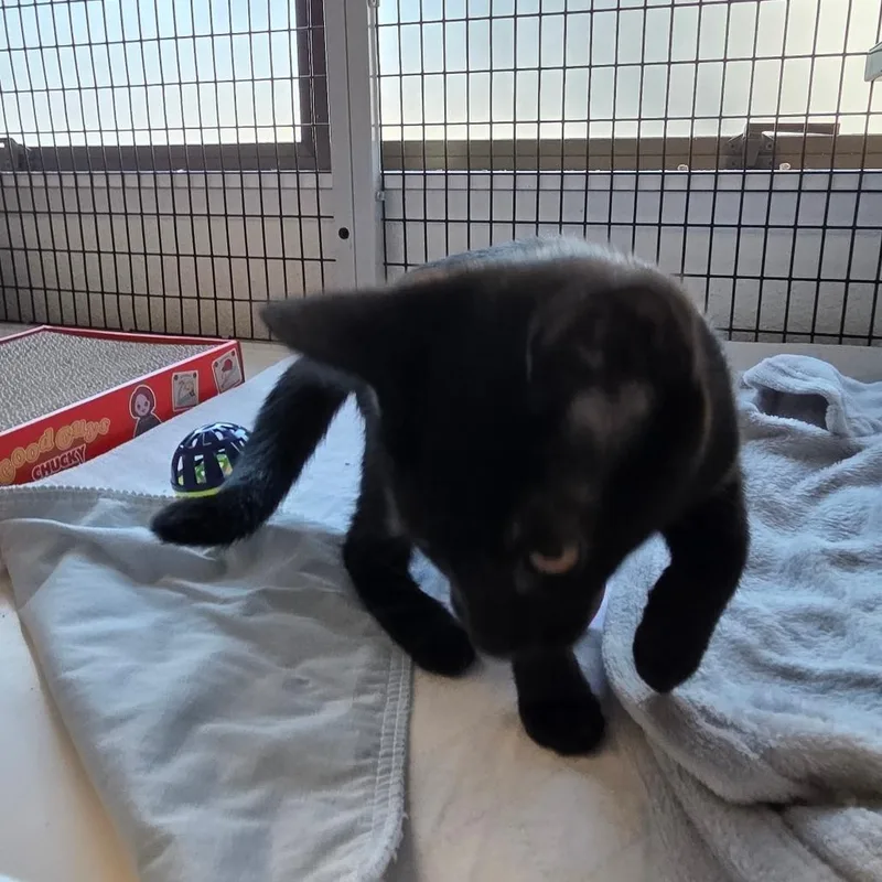 A baby small-sized female Domestic Short Hair cat named Morticia for adoption in Allyn, WA