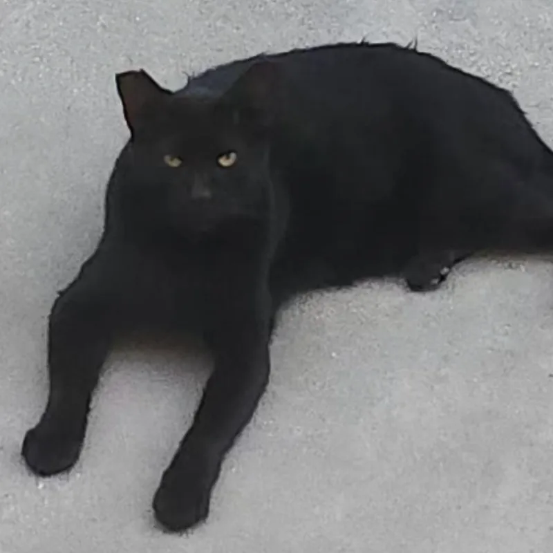 An adult medium-sized male Domestic Short Hair cat named Æthelstan for adoption in Long Beach, CA