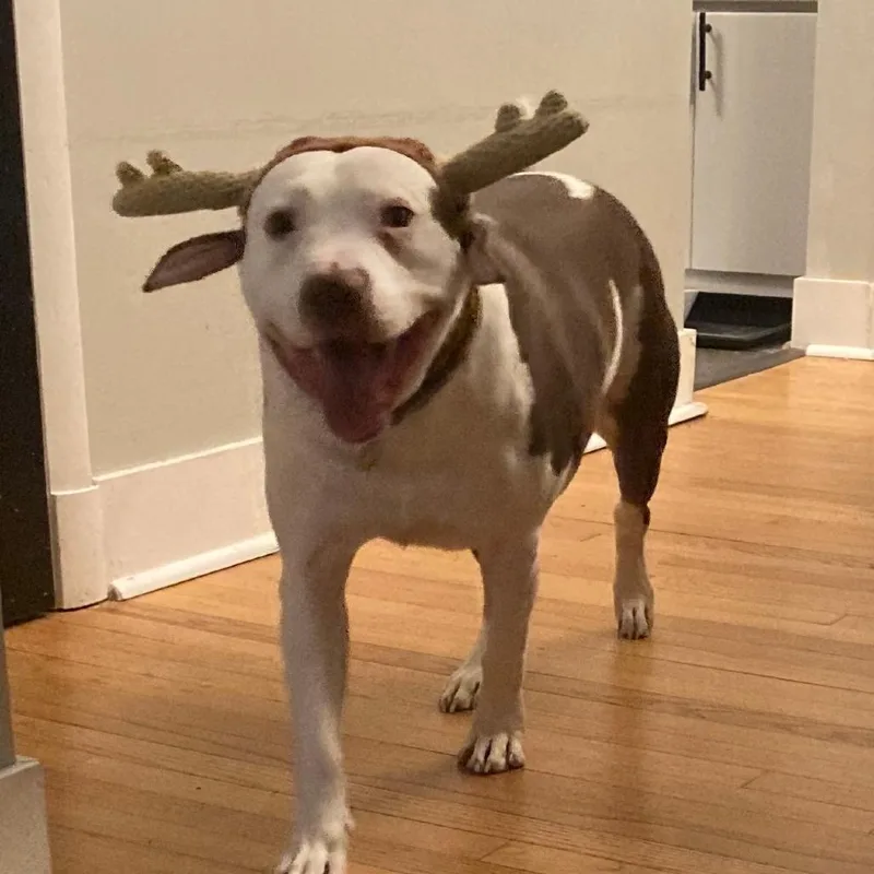 Rocco!