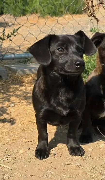 A young small-sized male Dachshund dog named Palladium RIDGE DOG GRADUATE for adoption in Othello, WA