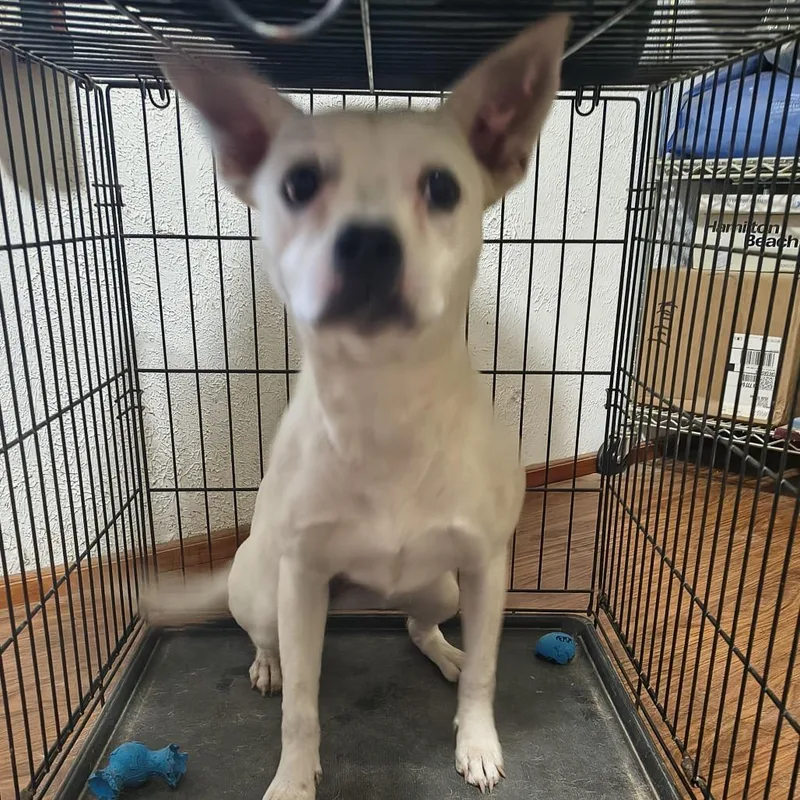 A young medium-sized female White / Cream Pit Bull Terrier dog named Gwen for adoption in Beaumont, TX