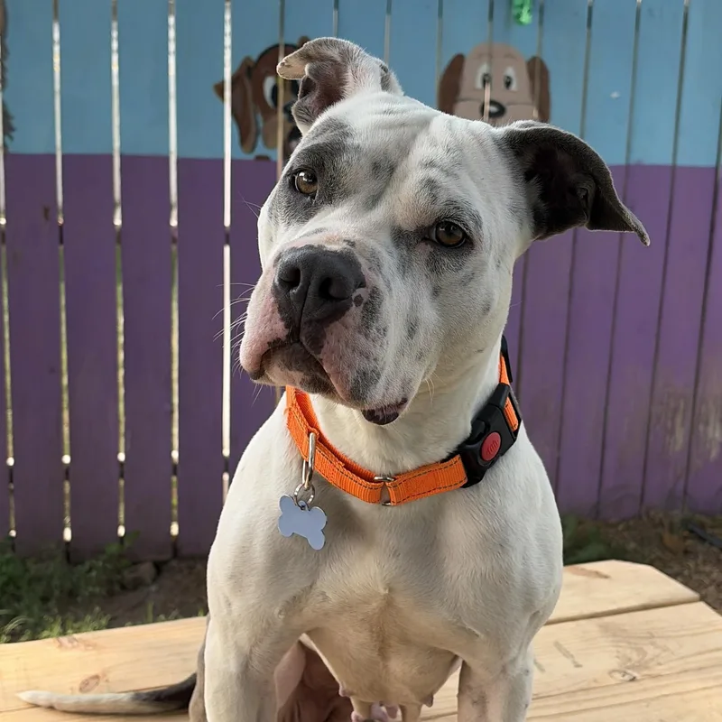A young medium-sized female White / Cream Staffordshire Bull Terrier dog named Louise for adoption in Westland, MI