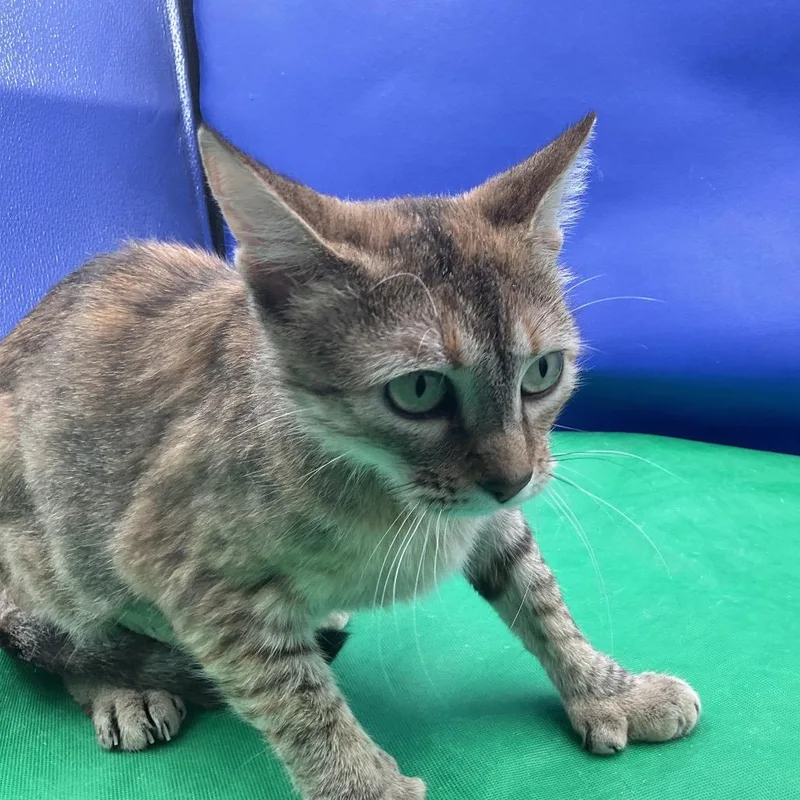 A young small-sized female Tortoiseshell Domestic Short Hair cat named Patzy for adoption in Gonzales, LA