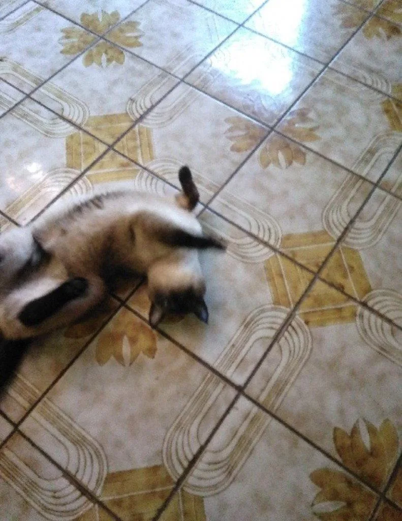 An adult medium-sized female Siamese cat named Isabella for adoption in Battle Ground, WA